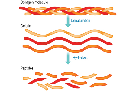 Collagen molecule broken down to peptides