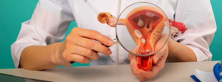 Dr. holding magnifying glass over a model uterus 